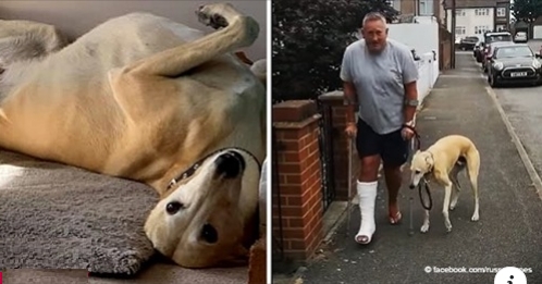 Ein Hund beginnt zu hinken, nachdem sein Vater sich den Knöchel gebrochen hat